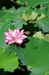 ハチとトンボと蓮の花