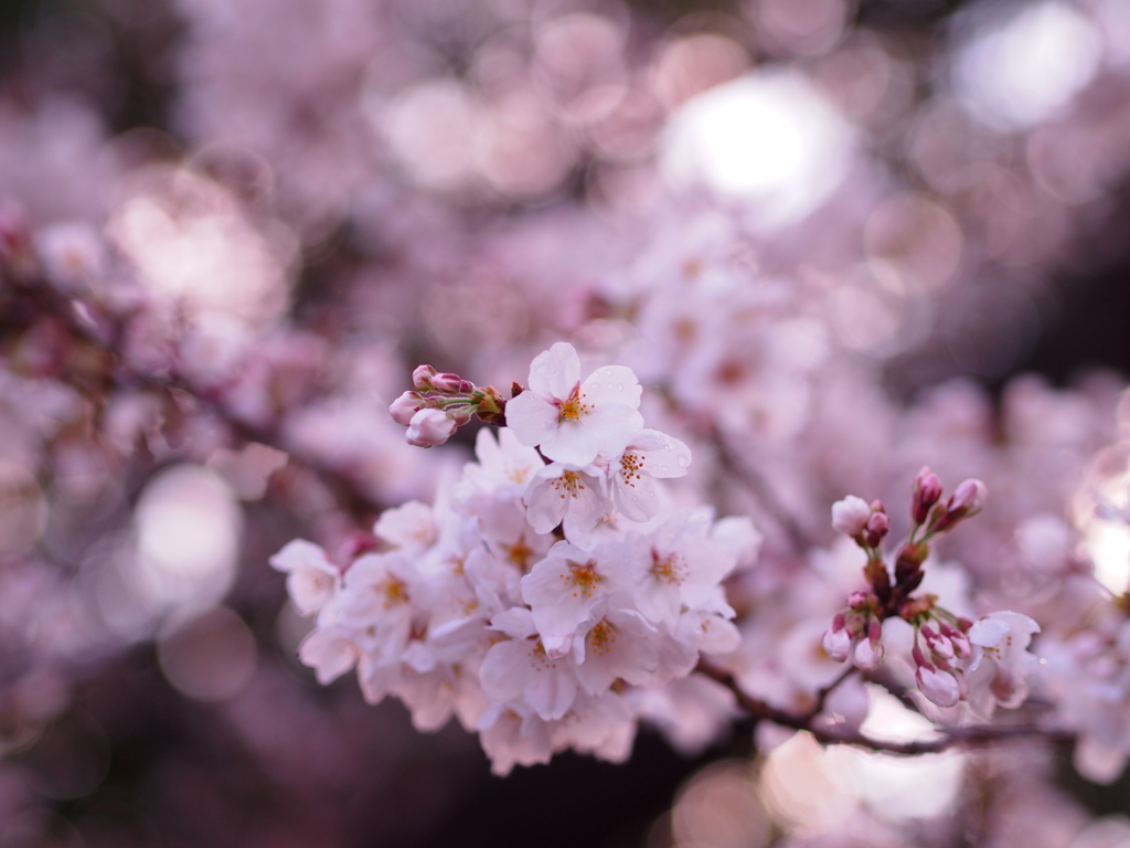 雨上がりの桜