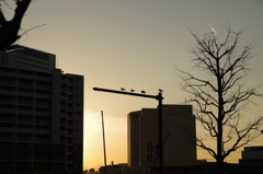 カモメ、休憩中