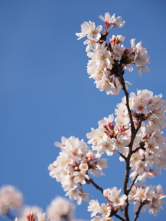 青空に桜