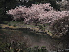 池に映る