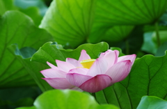 蓮の花