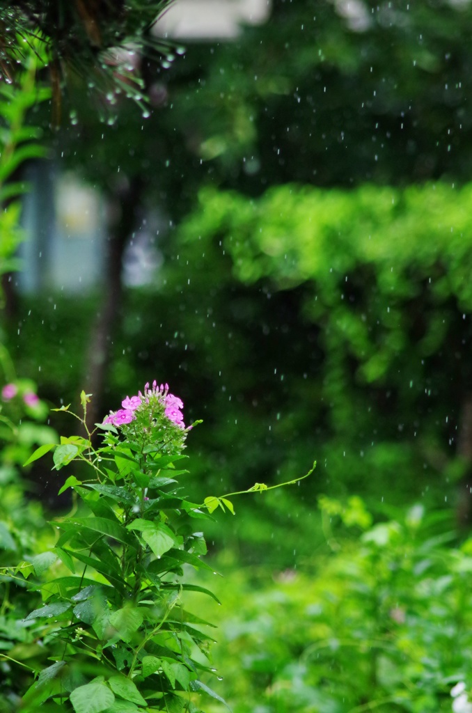 雨を受ける