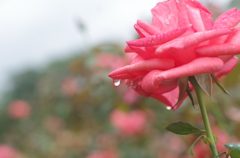 薔薇のひとしずく