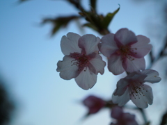 桜の花