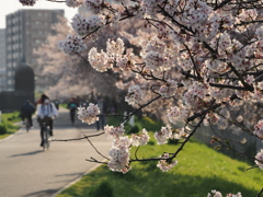 桜並木