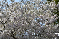 乾通りの桜