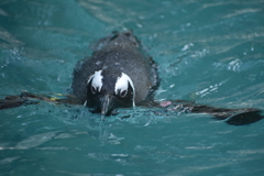 向かってくるペンギン