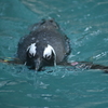 向かってくるペンギン