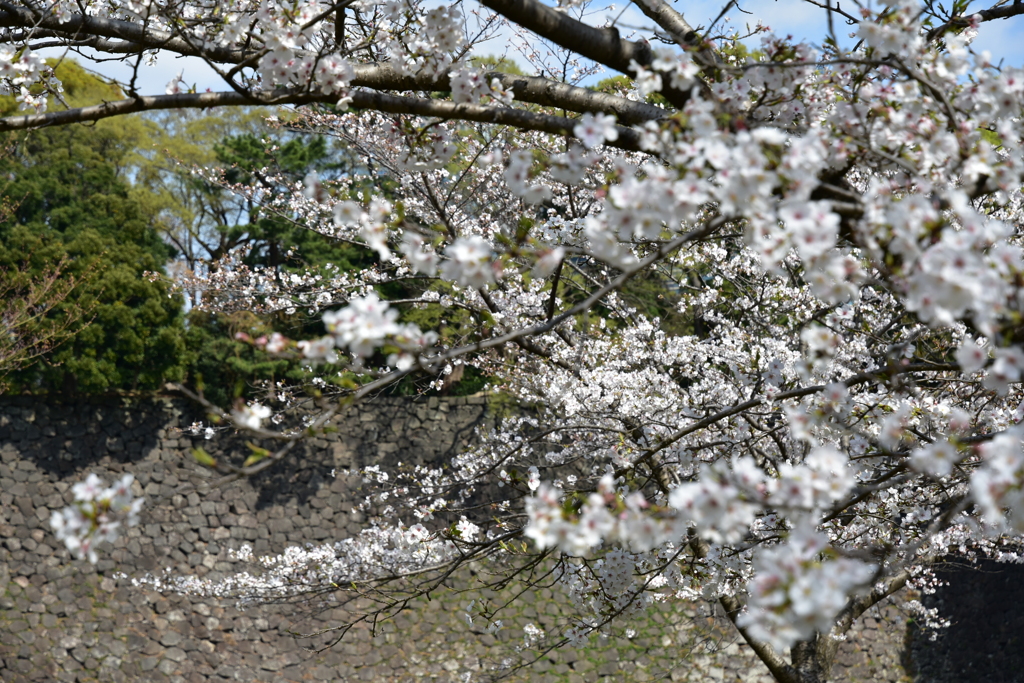 乾通りの桜