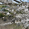 乾通りの桜