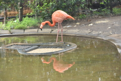 水面にフラミンゴ