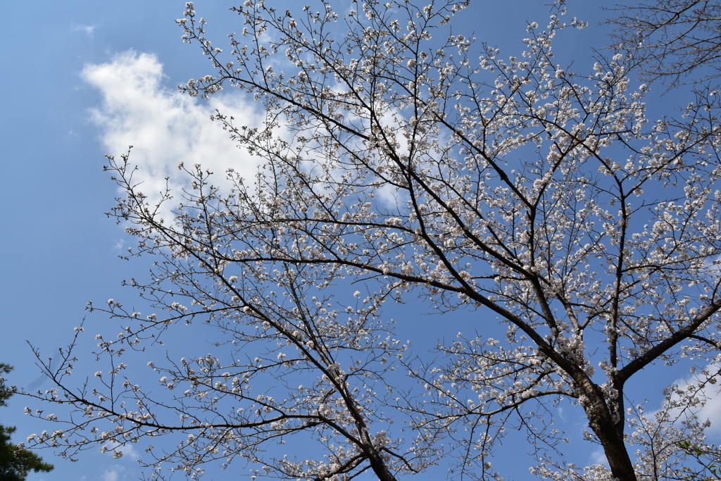 乾通りの桜