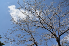 乾通りの桜