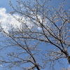 乾通りの桜