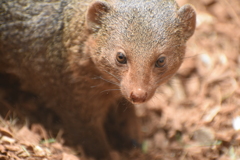 動物