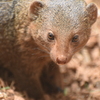 動物