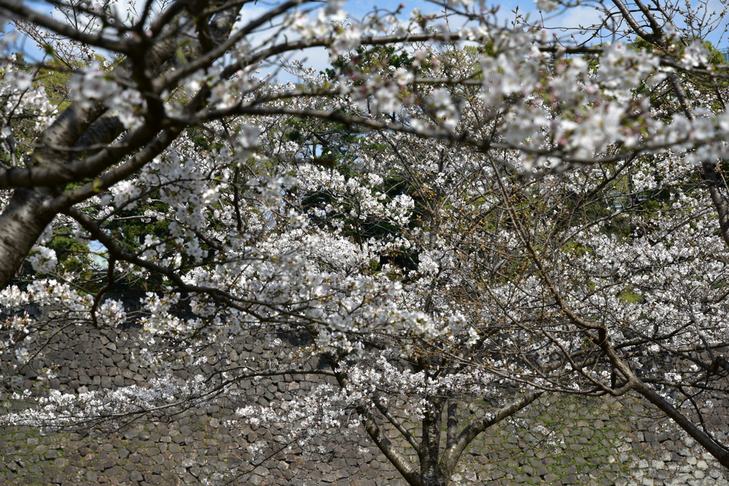 乾通りの桜