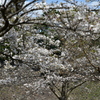 乾通りの桜