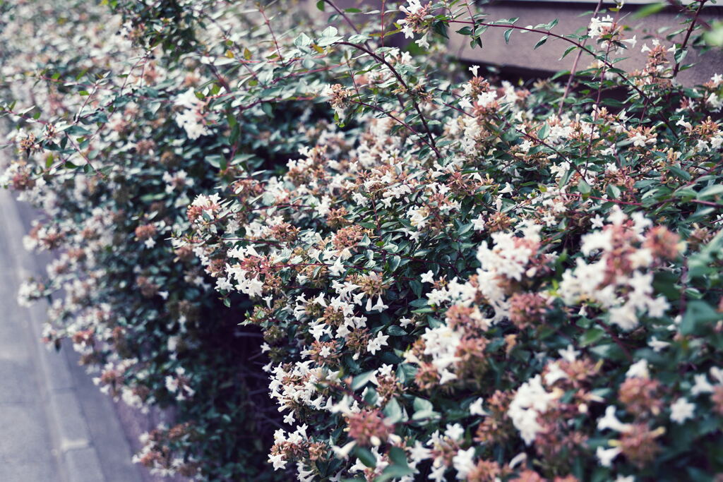 道端の花