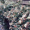 道端の花
