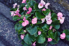 足元で可憐に咲く