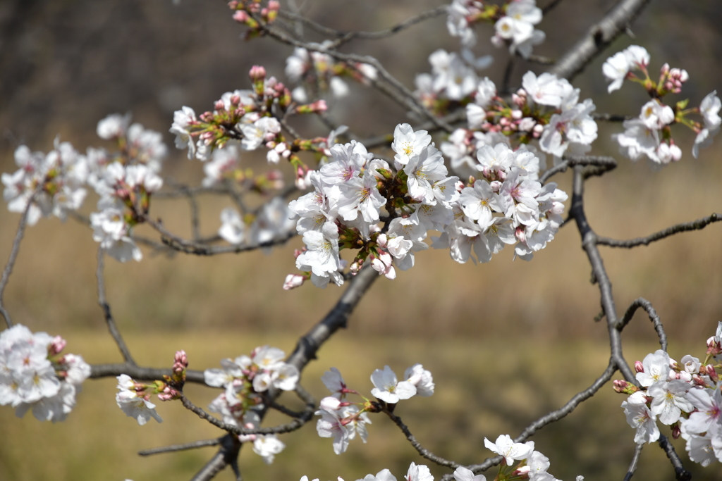 乾通りの桜