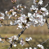 乾通りの桜