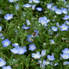 蜜を吸う蜂