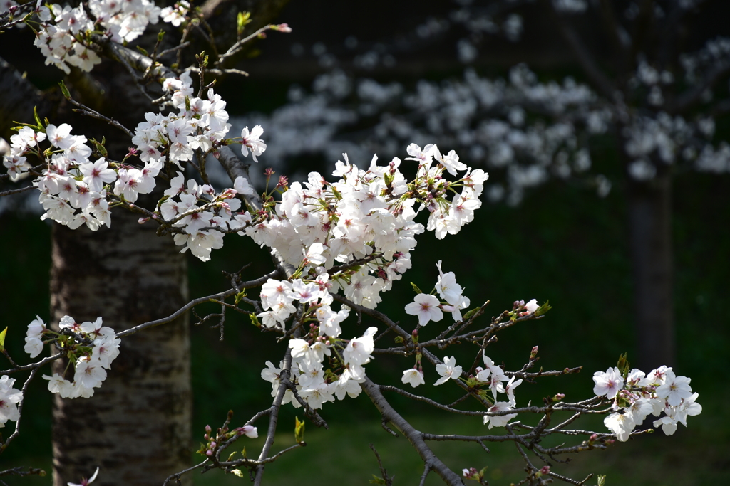 乾通りの桜