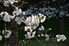 乾通りの桜