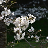 乾通りの桜