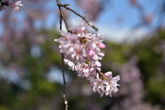 乾通りの桜