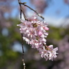 乾通りの桜