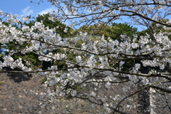 乾通りの桜