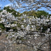 乾通りの桜