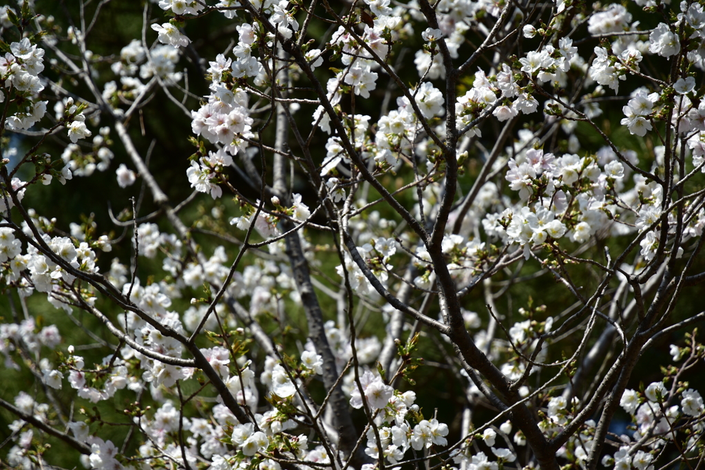 乾通りの桜