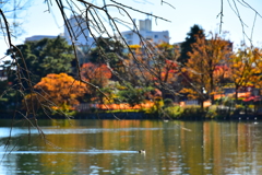 紅葉