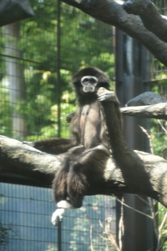 動物
