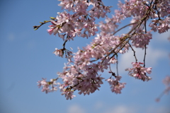 乾通りの桜