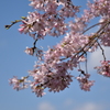 乾通りの桜
