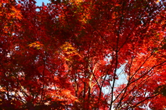 紅葉