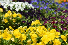 なんかの花