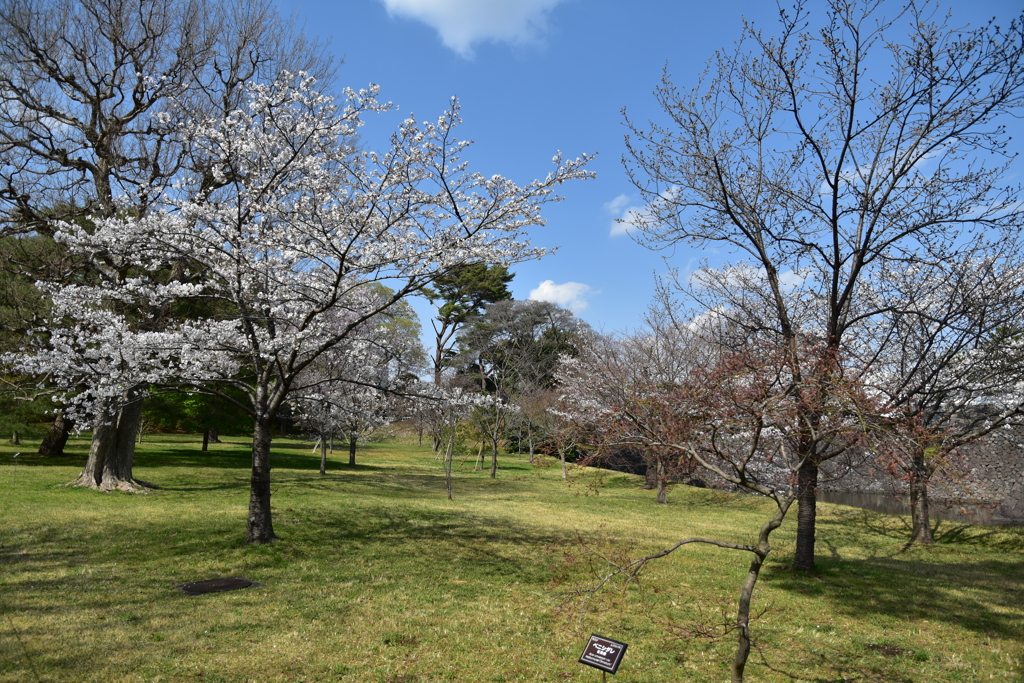 乾通りの桜
