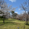 乾通りの桜
