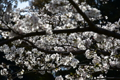乾通りの桜