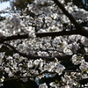 乾通りの桜