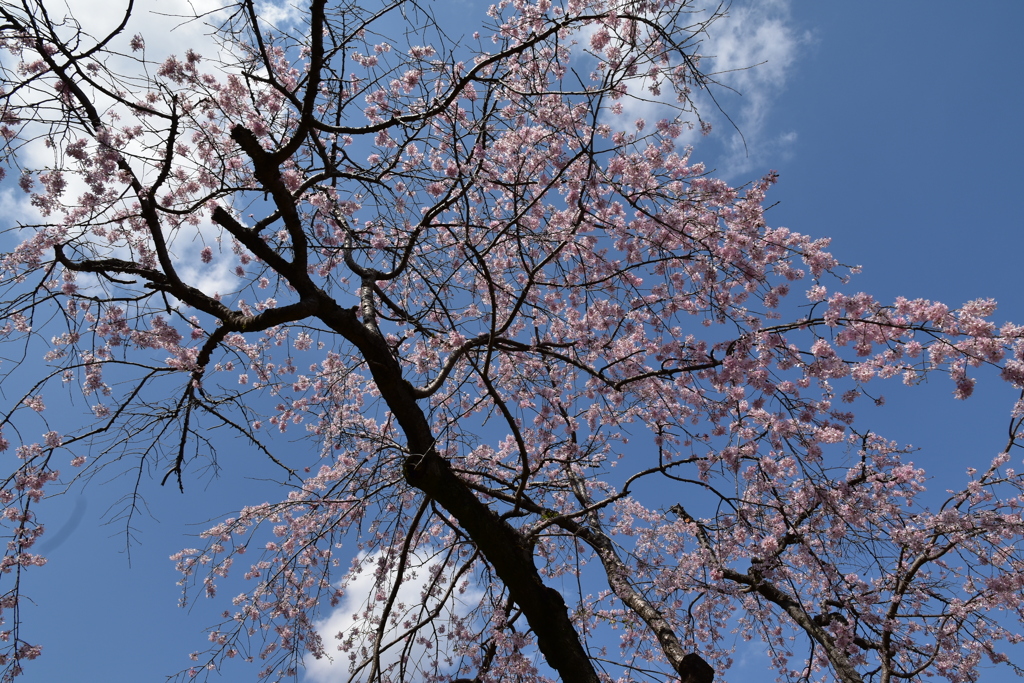 乾通りの桜