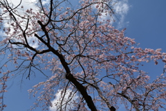 乾通りの桜