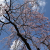 乾通りの桜
